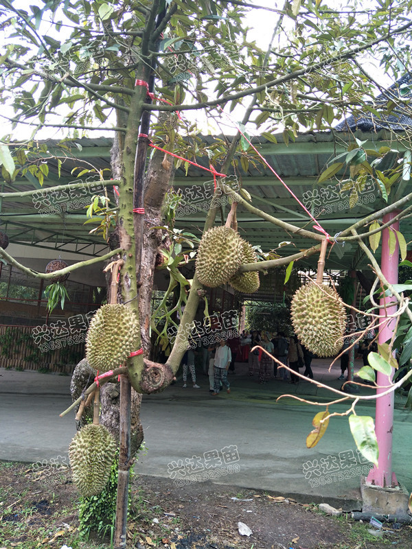 海南榴莲苗圃基地图片