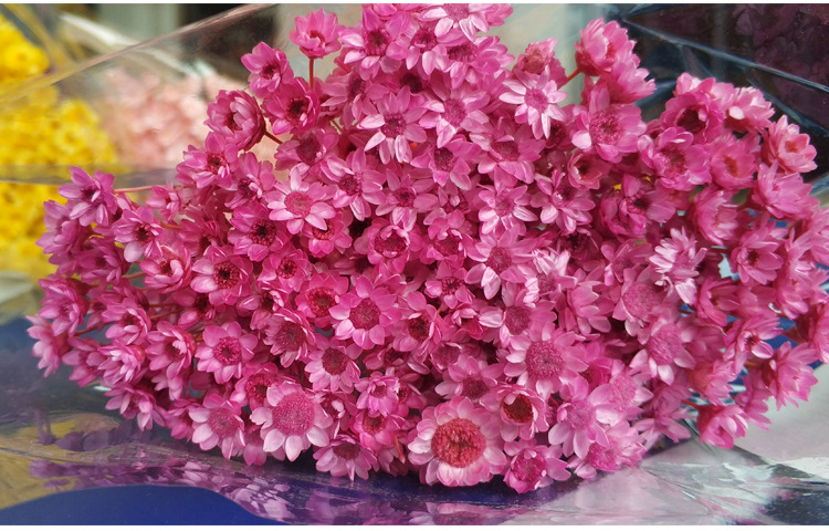 小星花永生花束巴西小星花情人节礼物 diy花束原材料批发