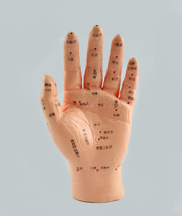伟叶手保健模型手模通手针灸按摩模型手部穴位反射区模型手模型