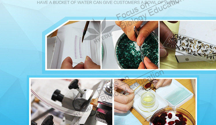 显微镜玻片标本100种植物标本 100种动物标本套装共200种