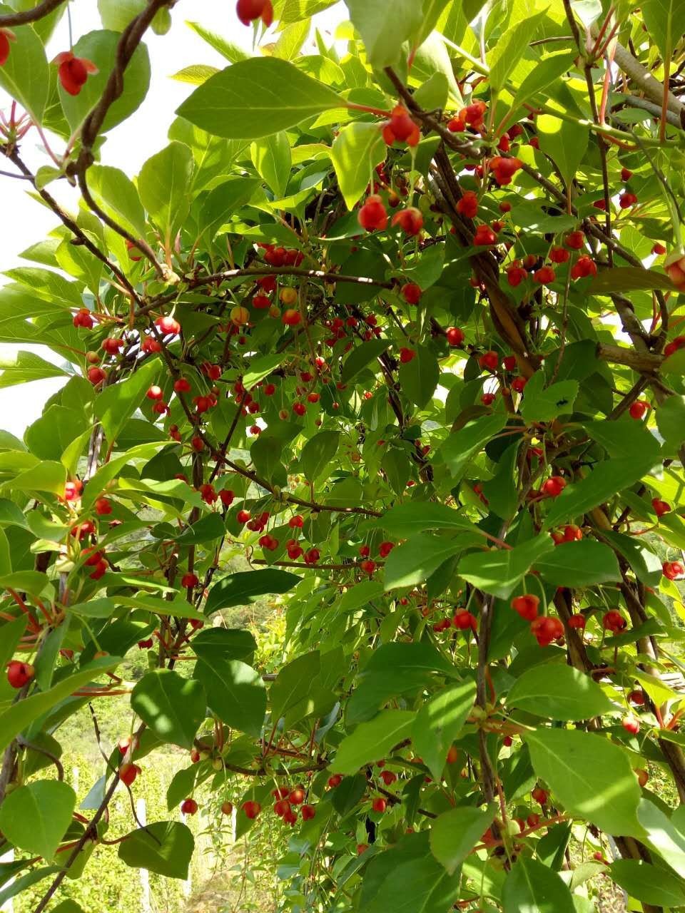 五味子开花了,漂亮吗?