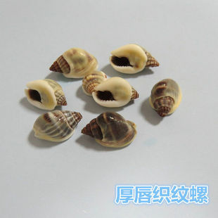 小海螺 壳图片 - 海量高清小海螺 壳图片大全