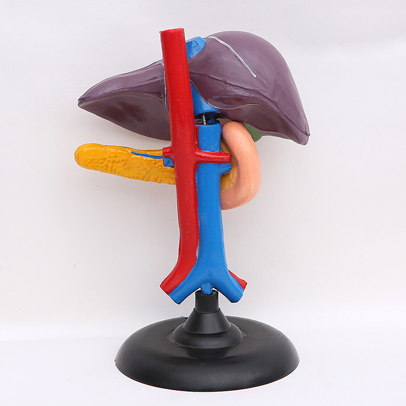 肝十二指肠模型 人体器官内脏放大模型 教学身体模型 骨骼模型