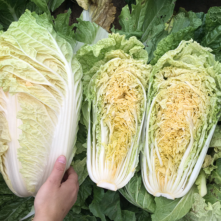 优种网 北京桔红心杂交白菜种子10g