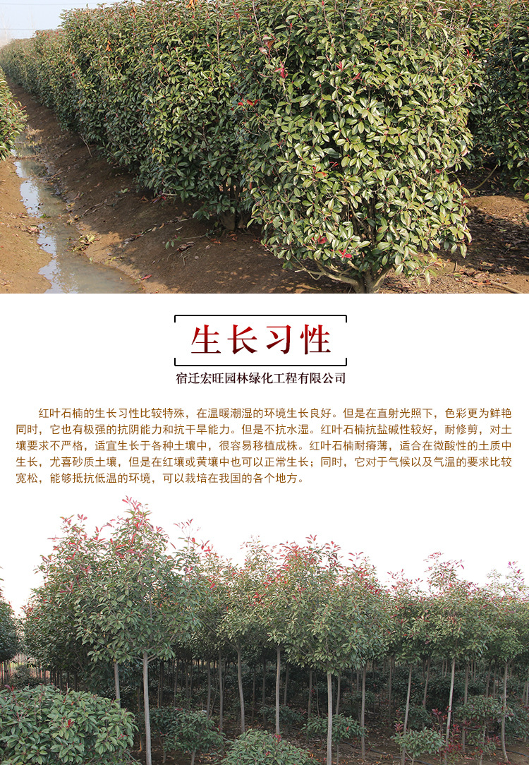 红叶石楠批发工程色块绿化红叶石楠小苗 规格齐全石楠苗