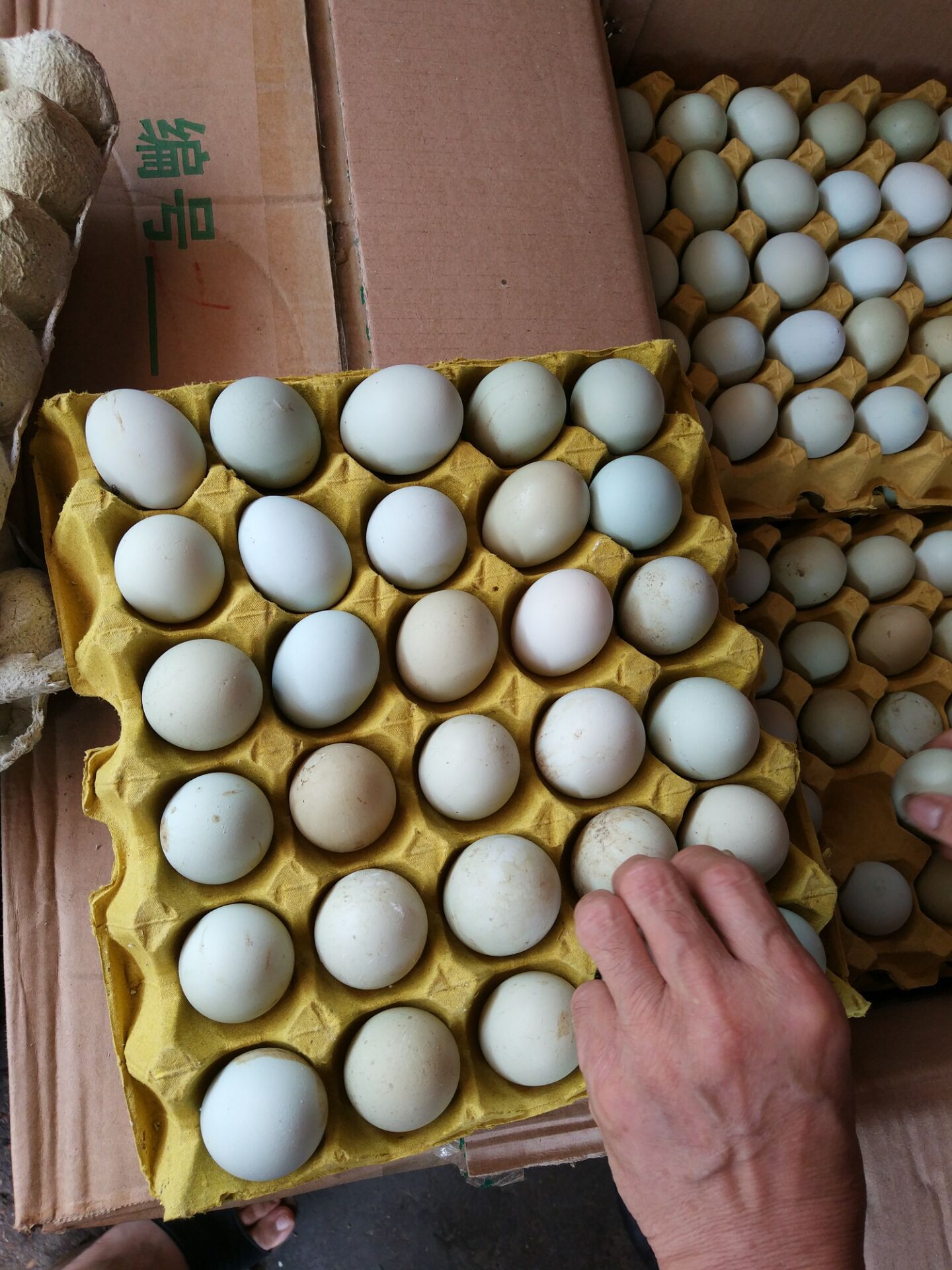 乌鸡蛋30枚一件代发 农家散养绿壳蛋 绿壳蛋土鸡蛋富硒鸡蛋