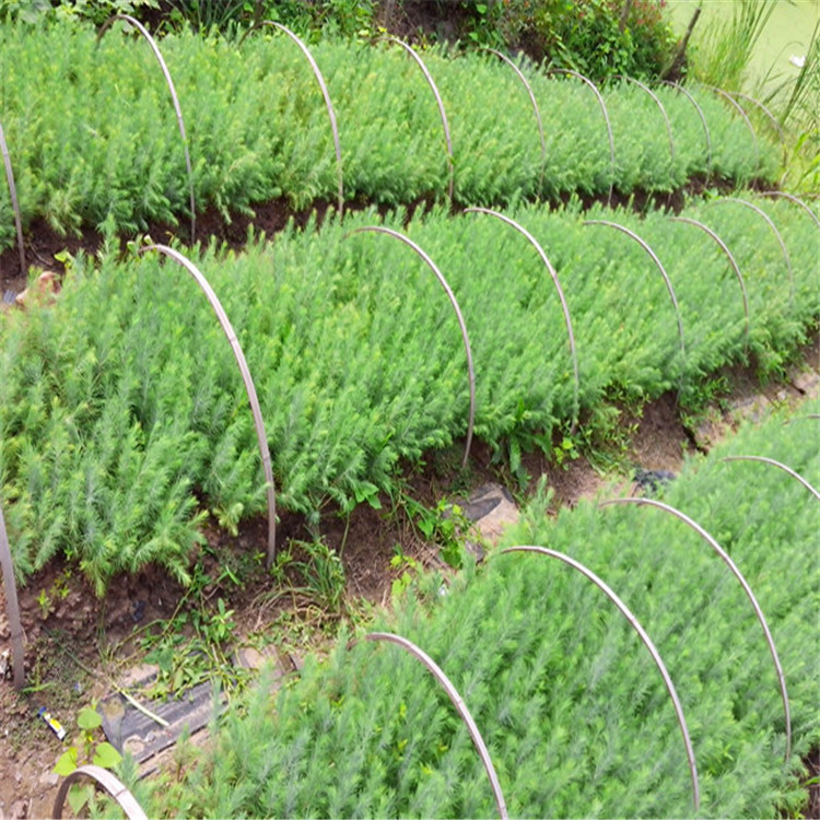 绿化苗基地批发雪松树苗四季常青雪松小苗规格齐全