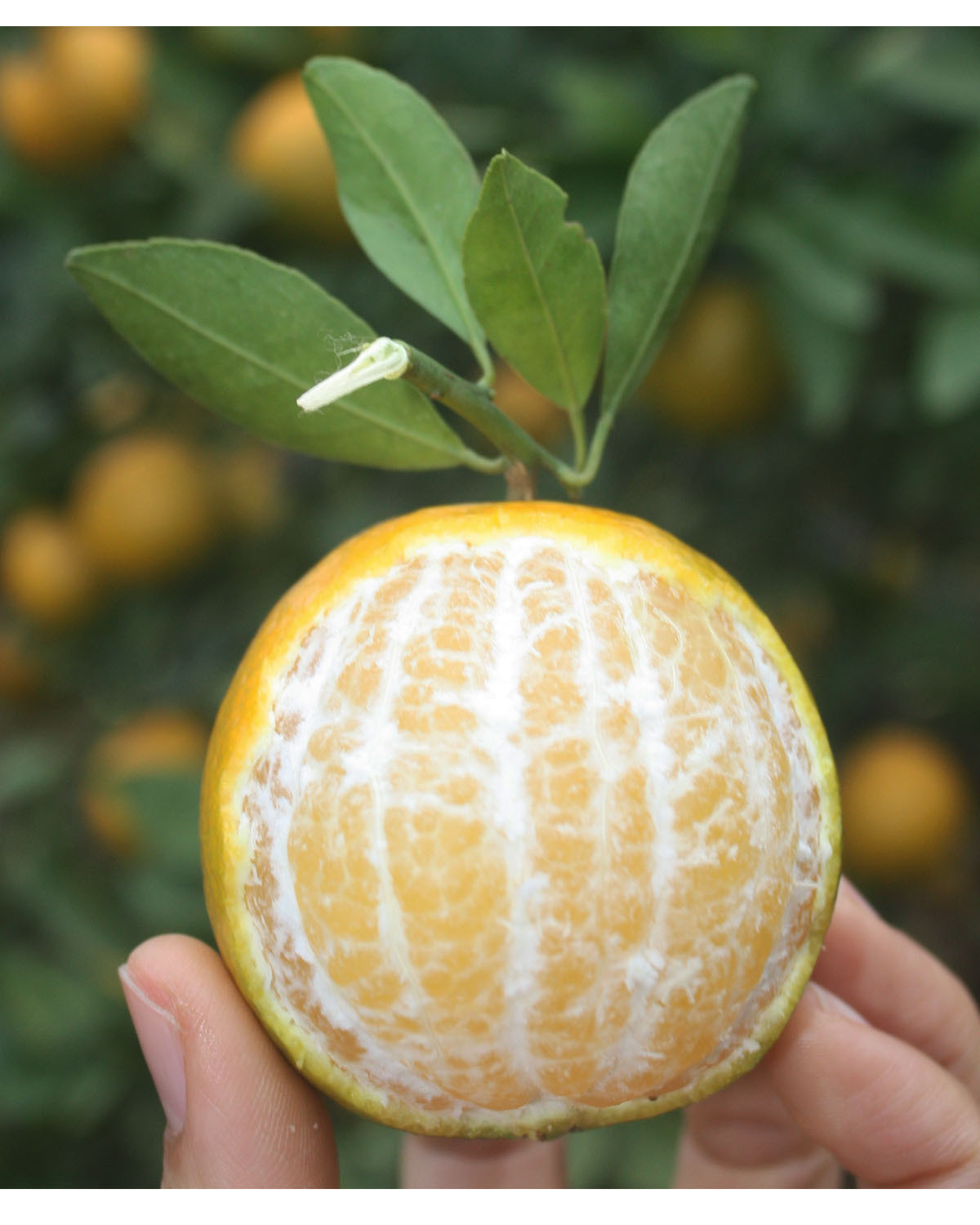 供应皇帝柑贡柑4斤装8斤装皇帝橘现摘现发