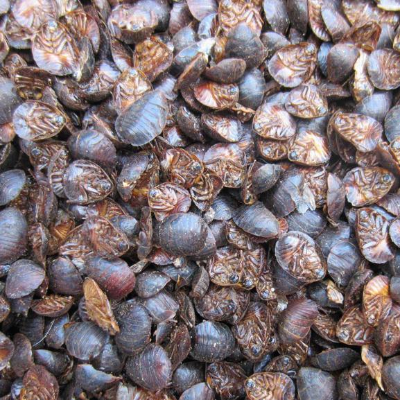 土鳖虫干 土鳖虫 庶虫 土鳖子 土元 中药材上善若水 1000g克