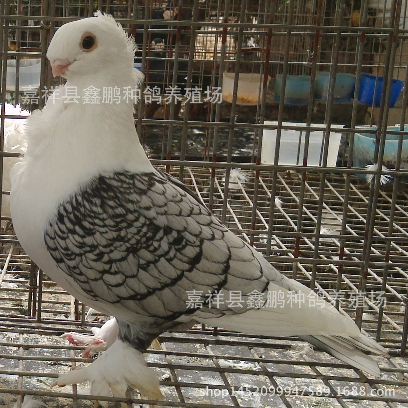 东方淑女鸽价格图片@山东鑫鹏种鸽养殖场
