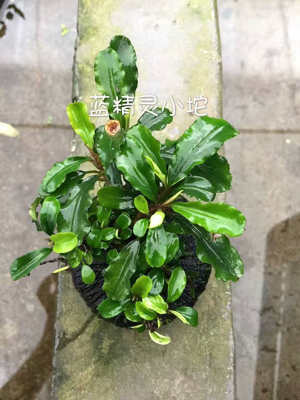 蓝精灵辣椒榕 水榕水草活体水族鱼缸造景懒人小水榕批发光合水草