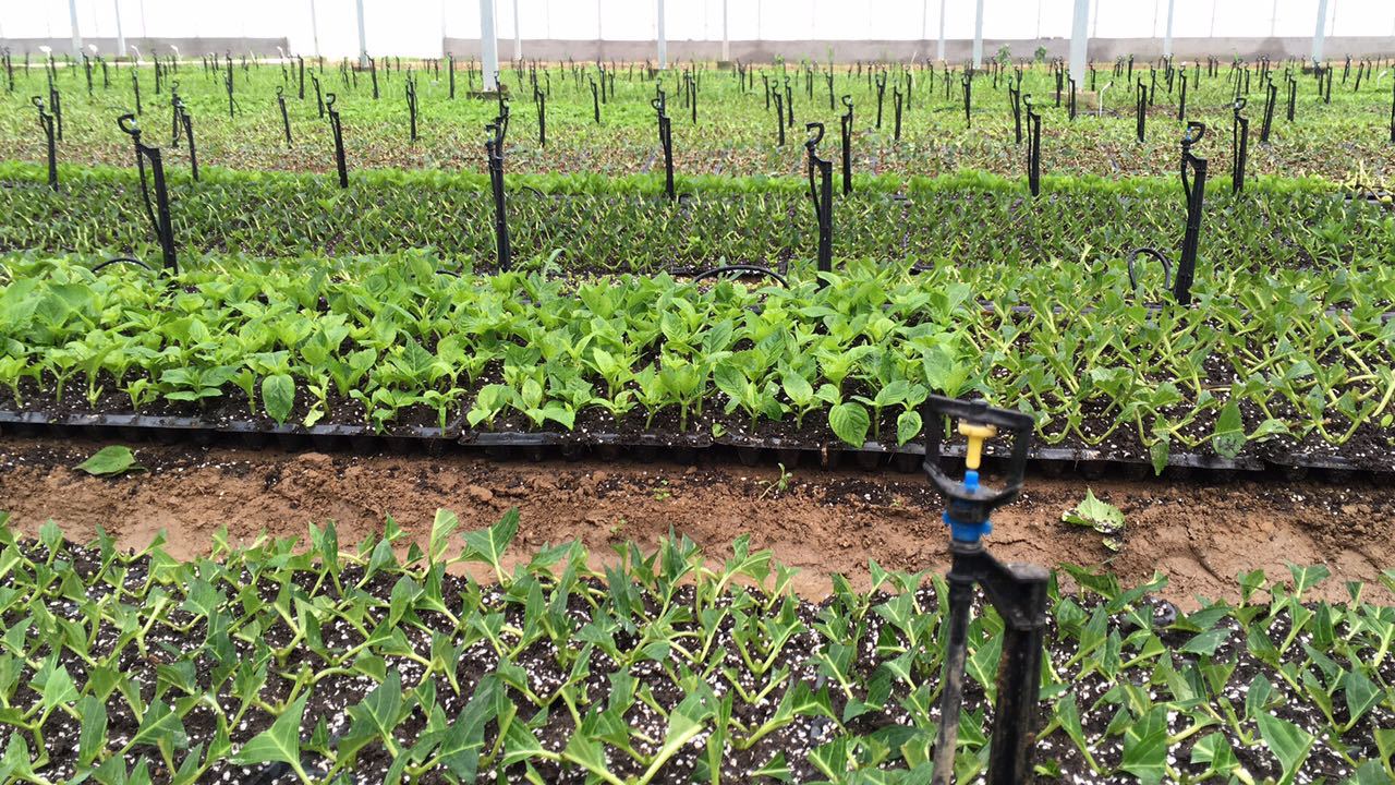 地插式微喷40cm60cm黑色杆蓝色杆各种微喷插杆式摇臂式地埋式微喷