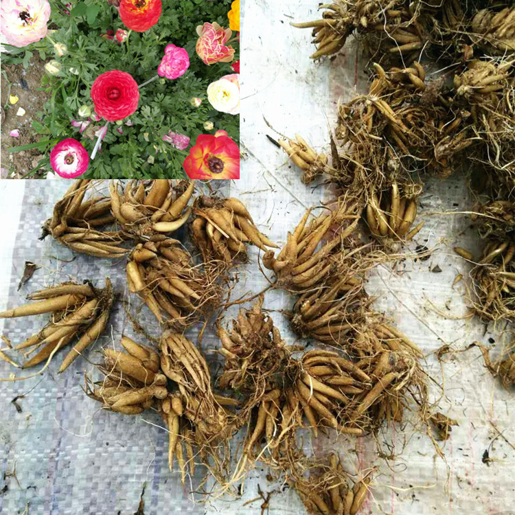 批发花毛茛种球根 芹叶牡丹 多花色进口品种