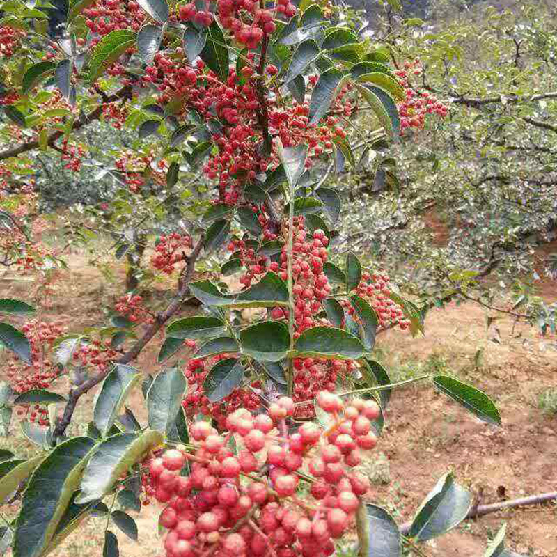 批发优质大红袍花椒苗 陕西怎样种花椒 四川花椒新品种 优质高产