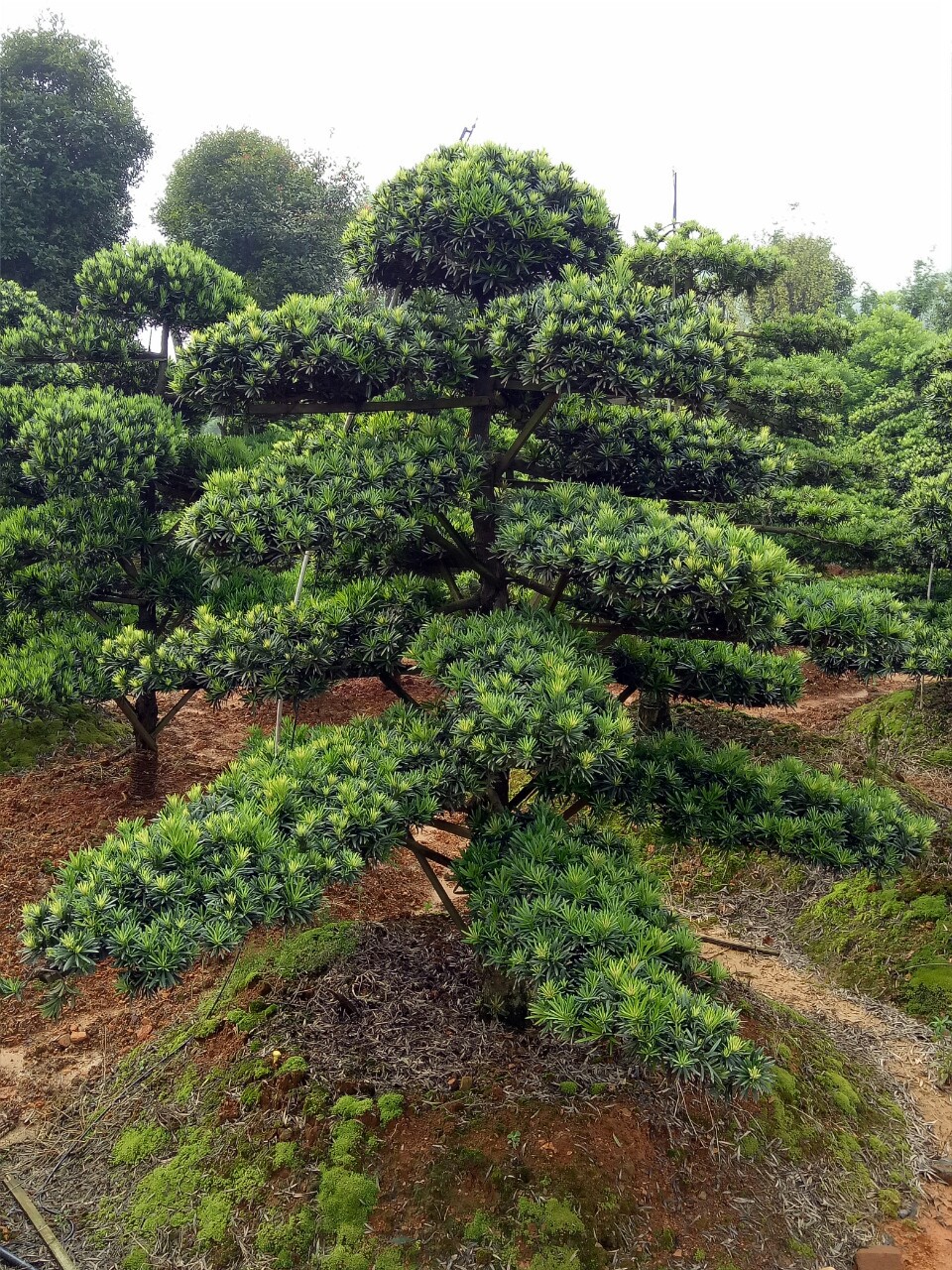 包含2一10公分罗汉松价格表的词条