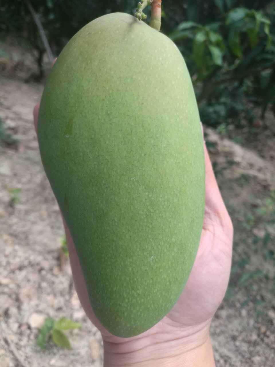 海南金煌芒新鲜水果现摘现发 大青芒大 font color=red>芒果 /font>青