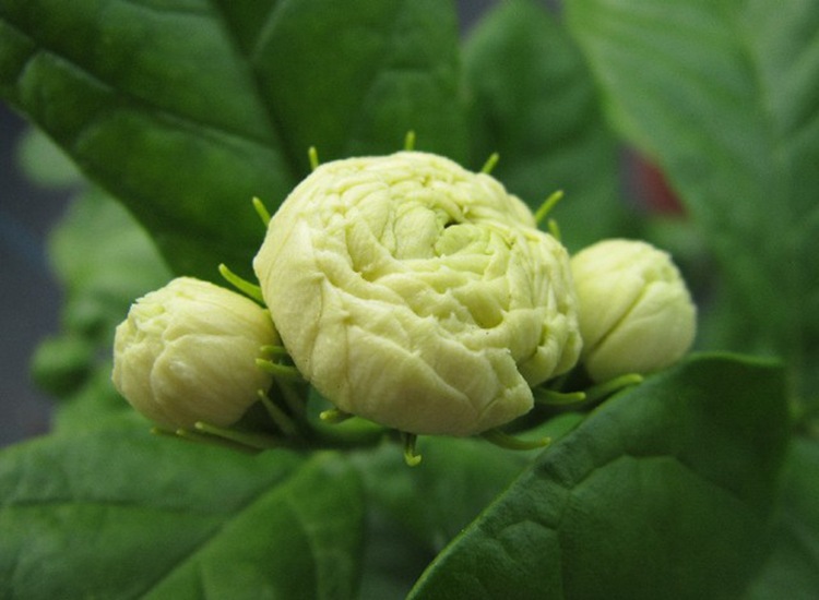 正宗虎头茉莉花盆栽 重瓣浓香 白茉莉花 室内庭院绿植花卉带花苞