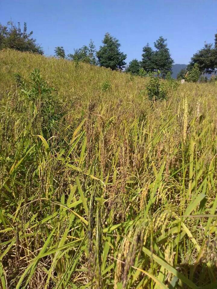 原生态稻米【领禾米】