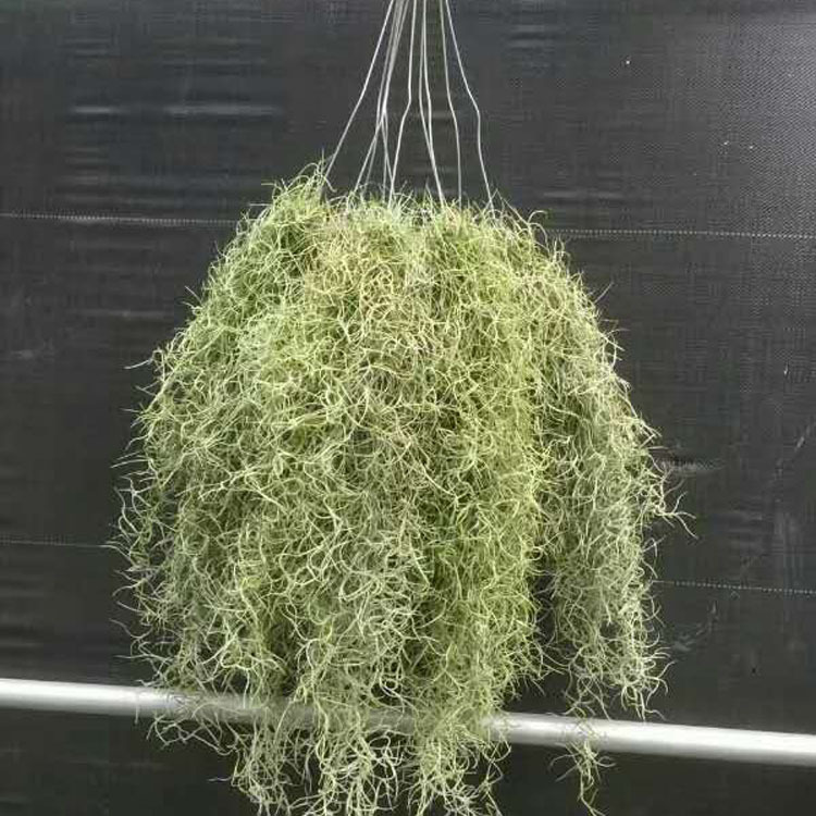 【基地直销】长绿粗松萝老人须 天然无土植物空气凤梨 吸甲醛