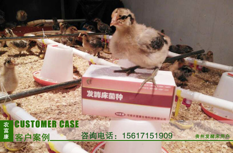 贵州发酵床养鸡1