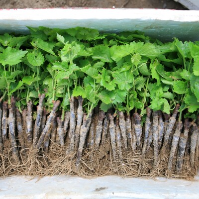 桓仁冰葡萄苗 冰酒 加拿大威代尔 cctv幸福小农张玉鹏 张子富厂家