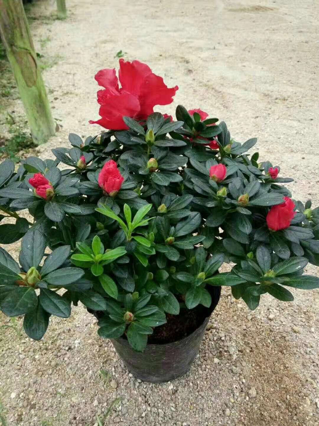 西洋四季杜鹃比利时杜鹃花苗