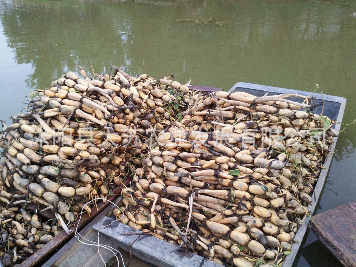 莲藕种苗盆栽池塘中大型荷花种藕荷花种根苗观赏荷花苗莲花苗睡莲