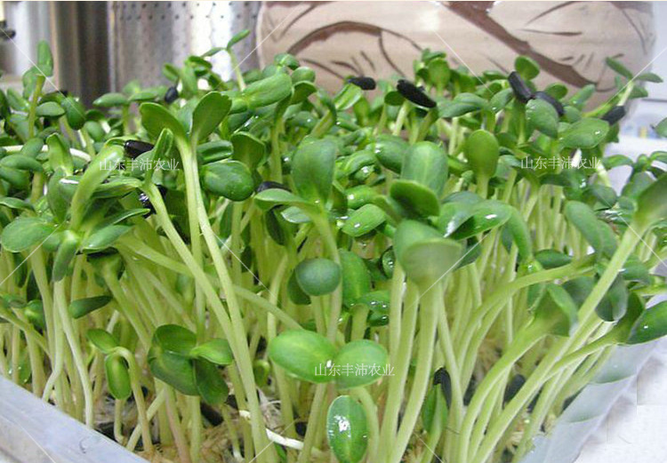 小油葵芽苗菜种子葵花籽小瓜子冬季生豆芽鸽粮宠物粮榨油蔬菜种孑