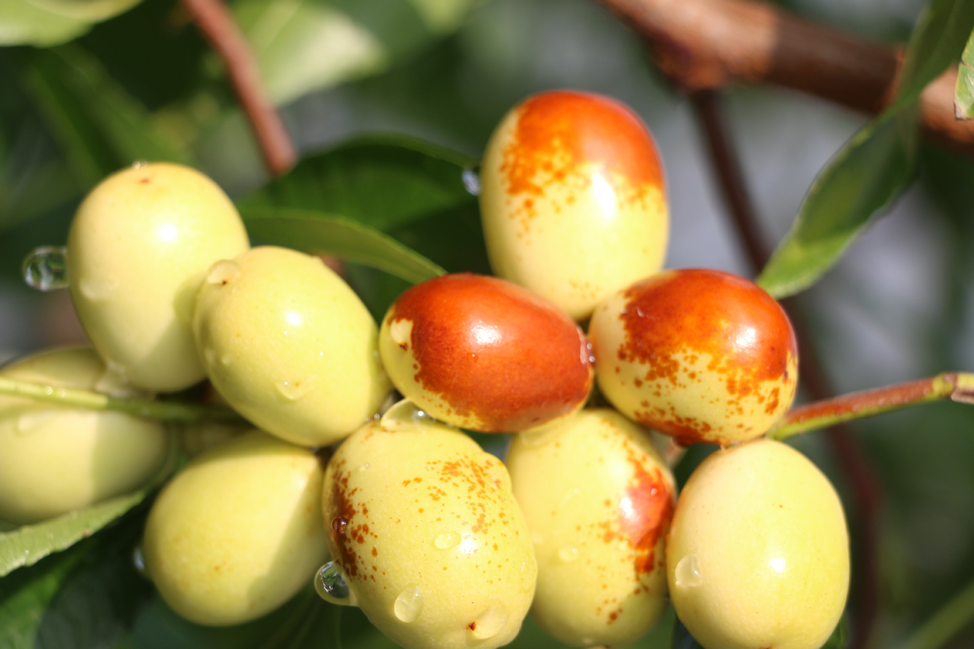 这个特色水果"中秋酥脆枣"好看又好吃,不信你就来看看!