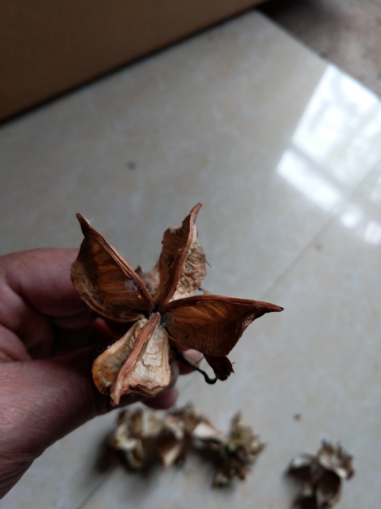 完整棉花壳 四片五片棉花壳 人工加工干棉花壳