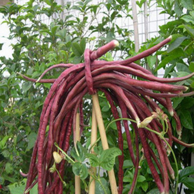 寿光蔬菜种子 春秋红无架红豇豆种子 红豆角种子 露天栽培 15g