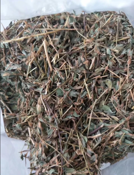 供应中药材 鸡眼草 冷背 掐不齐 人字草 鸳鸯草 夜关门 瞎眼草