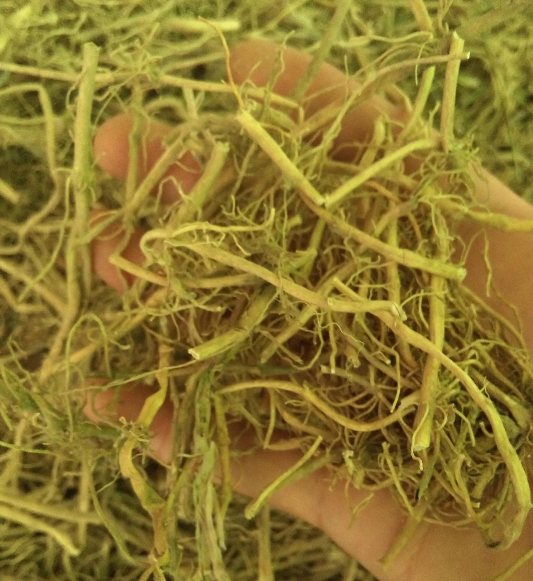 批发供应白前 水洗白前 水杨柳 草白前 量大价优