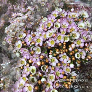 进口澳洲腊梅,各色澳梅昆明批发,优质鲜花澳梅批发,梅花