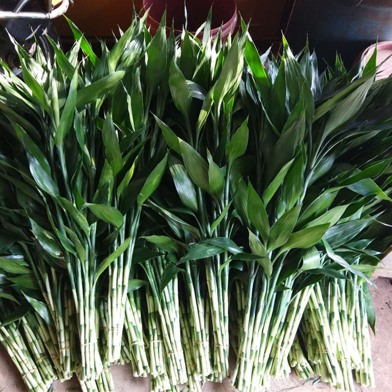 海南产地直批直销水培植物基地大叶竹批发小竹小青竹小富贵竹基地