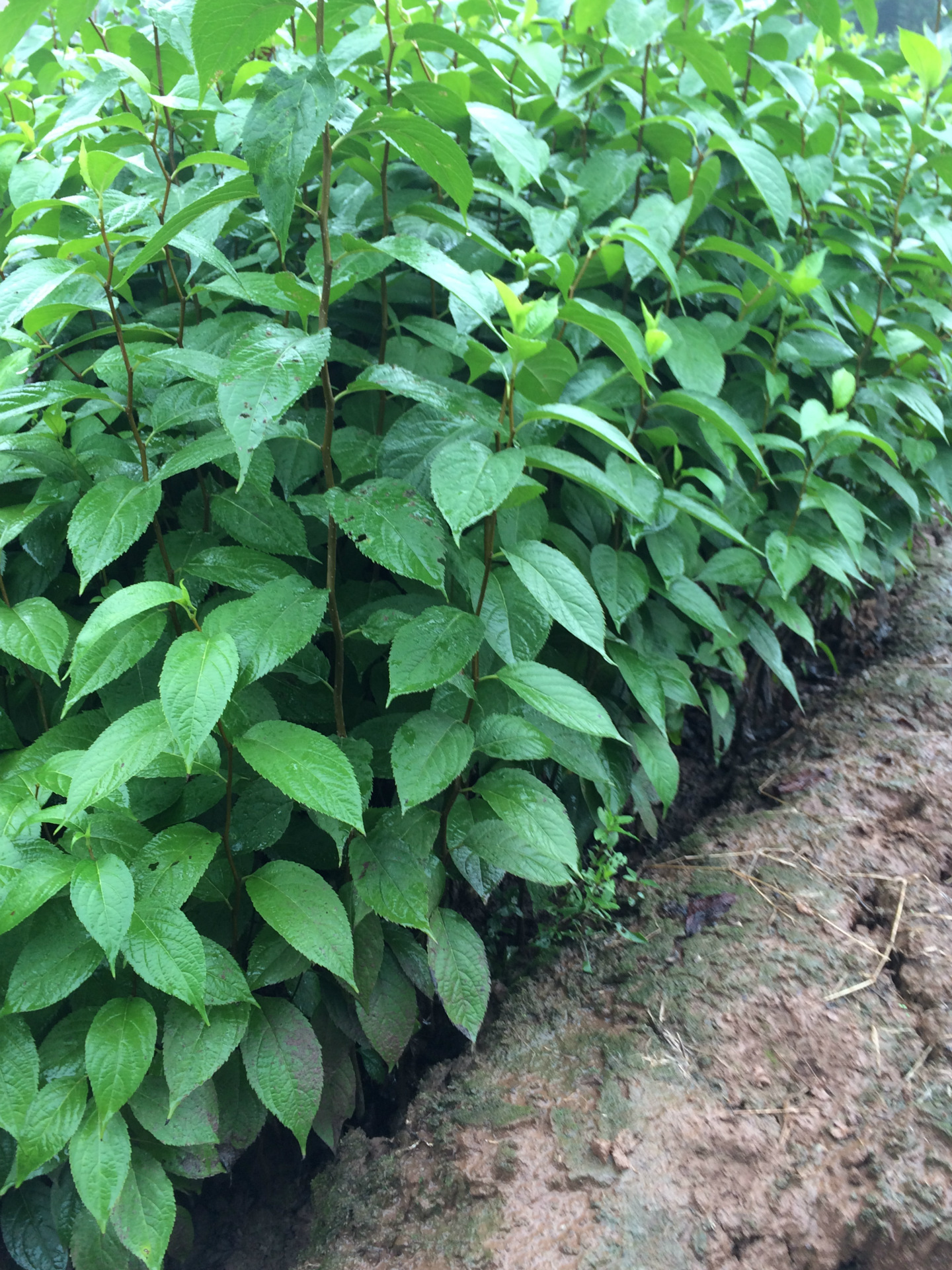 基地批发直销 杜仲树苗小苗幼苗 园林市政道路庭院绿化美化苗木