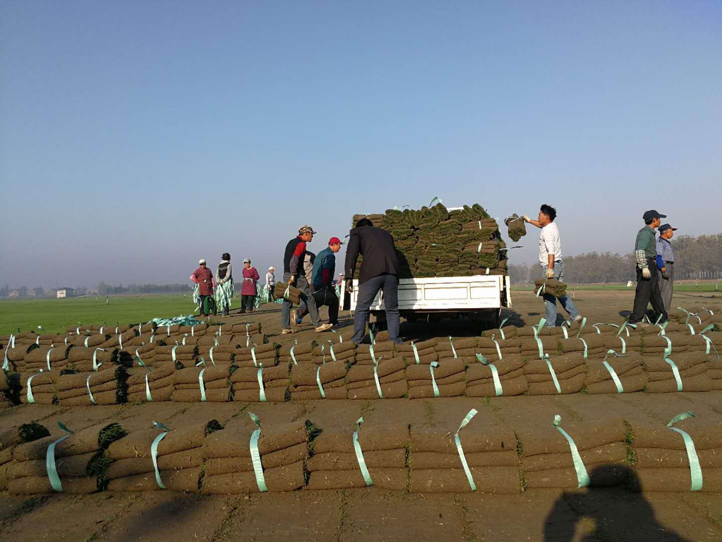 2017年秋冬季果岭草混播黑麦草大量上市