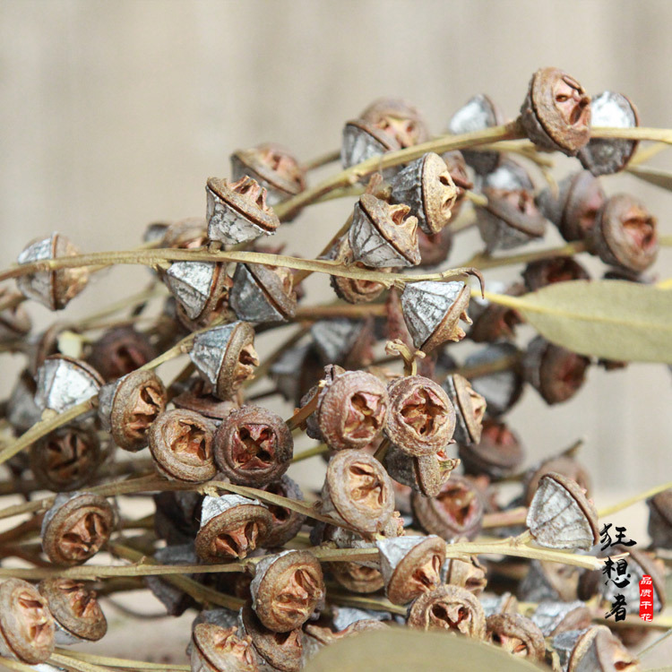 aa级尤加利大果狂想者森系十字开心果桉树果干花真花家居装饰