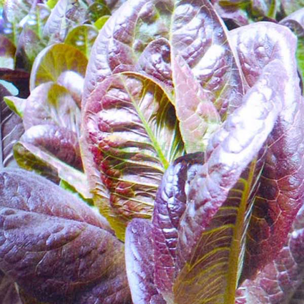 紫红油麦菜高含花青素等生长迅速叶片长圆紫红汉堡咖啡香麦菜种孑