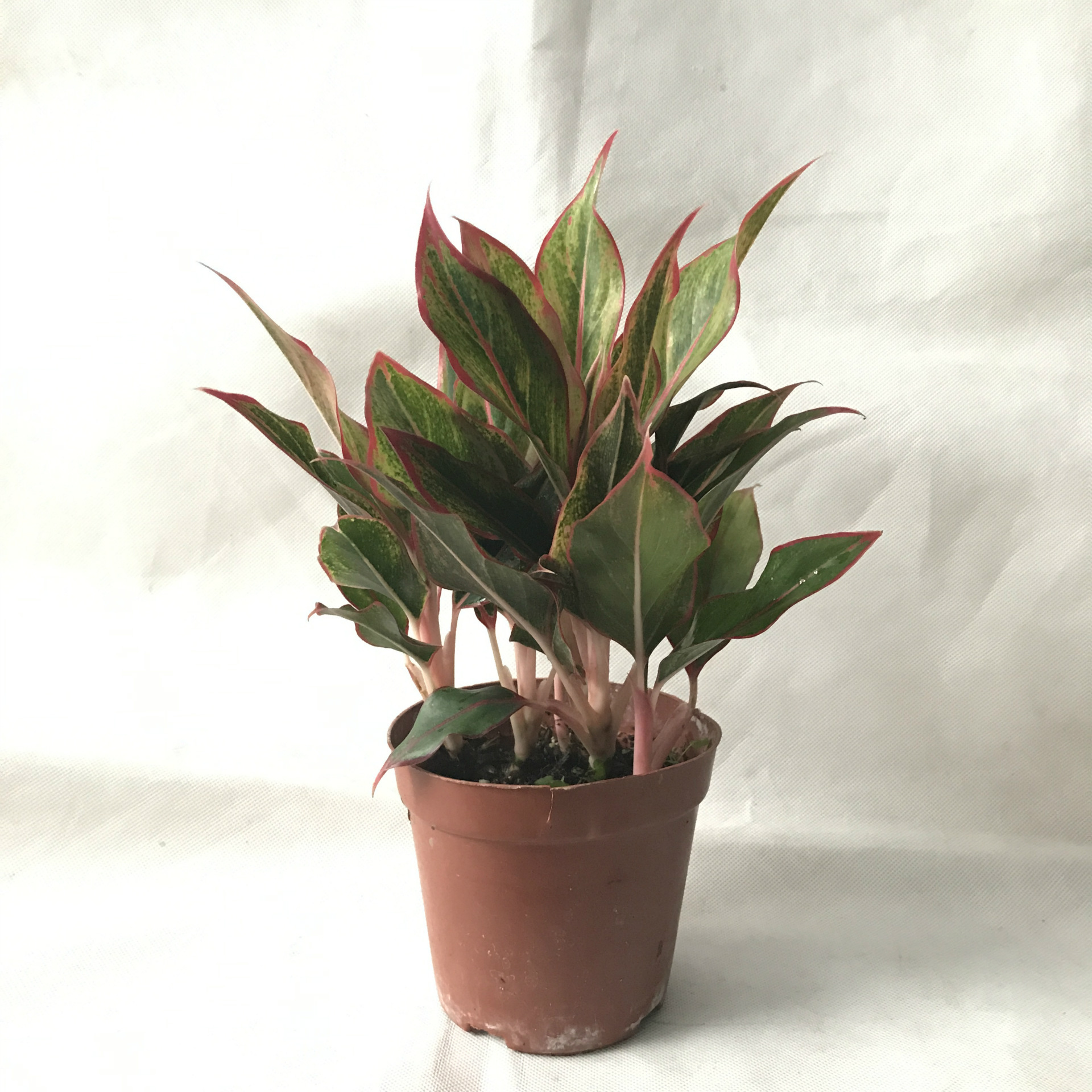 【基地直销】小盆栽粗肋草 室内迷你观叶植物 110#万年红