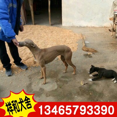 格力犬多少钱 成年马犬 格力幼犬好养吗 可视频看犬 健康活泼包邮