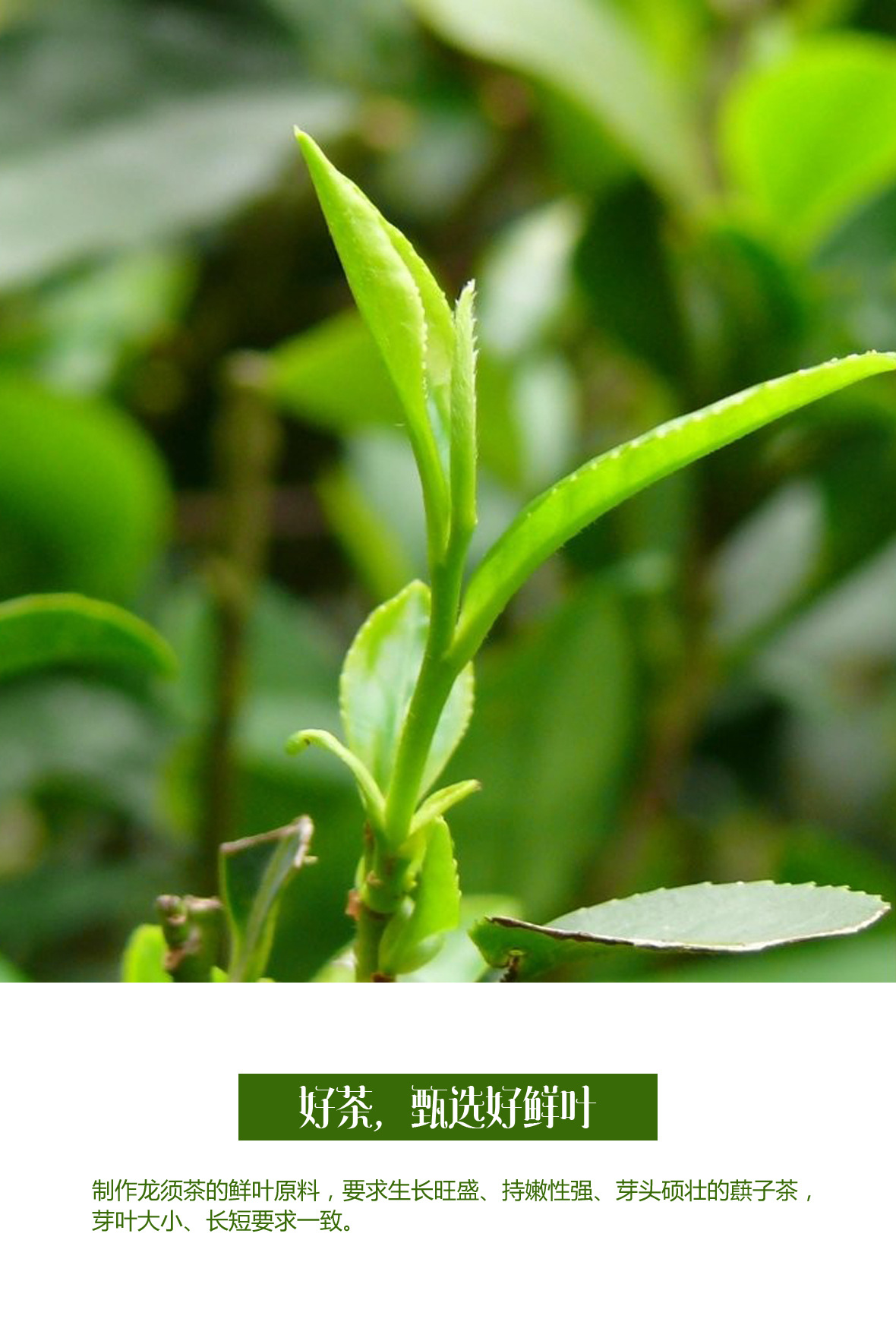 江西特产工艺茶宁红龙须茶礼盒装茶叶8个小罐装红茶