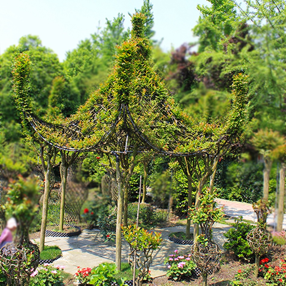 紫薇造型景观树 亭子 蒙古包 紫薇编艺 园林绿化苗木 绿植编艺