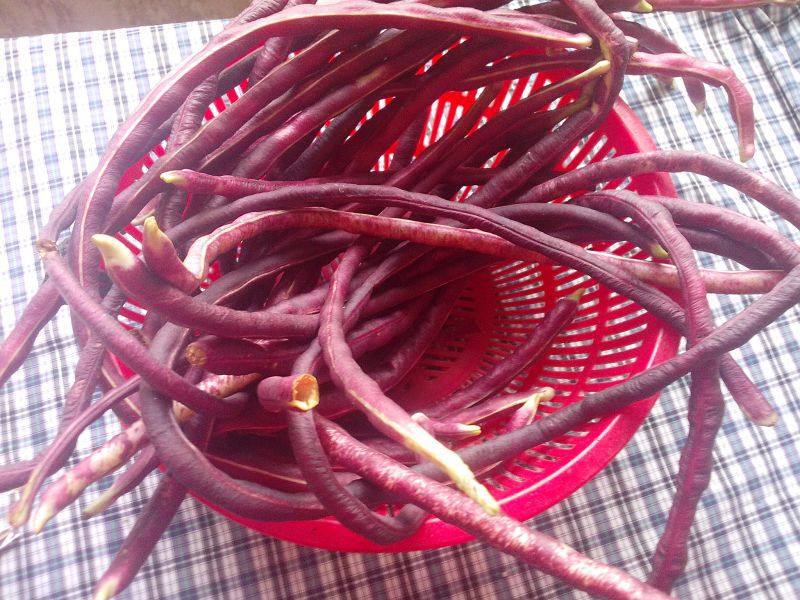 红条无架豆豇豆长豆角菜园四季播阳台菜籽青豆菜豆蔬菜蔬果种孑