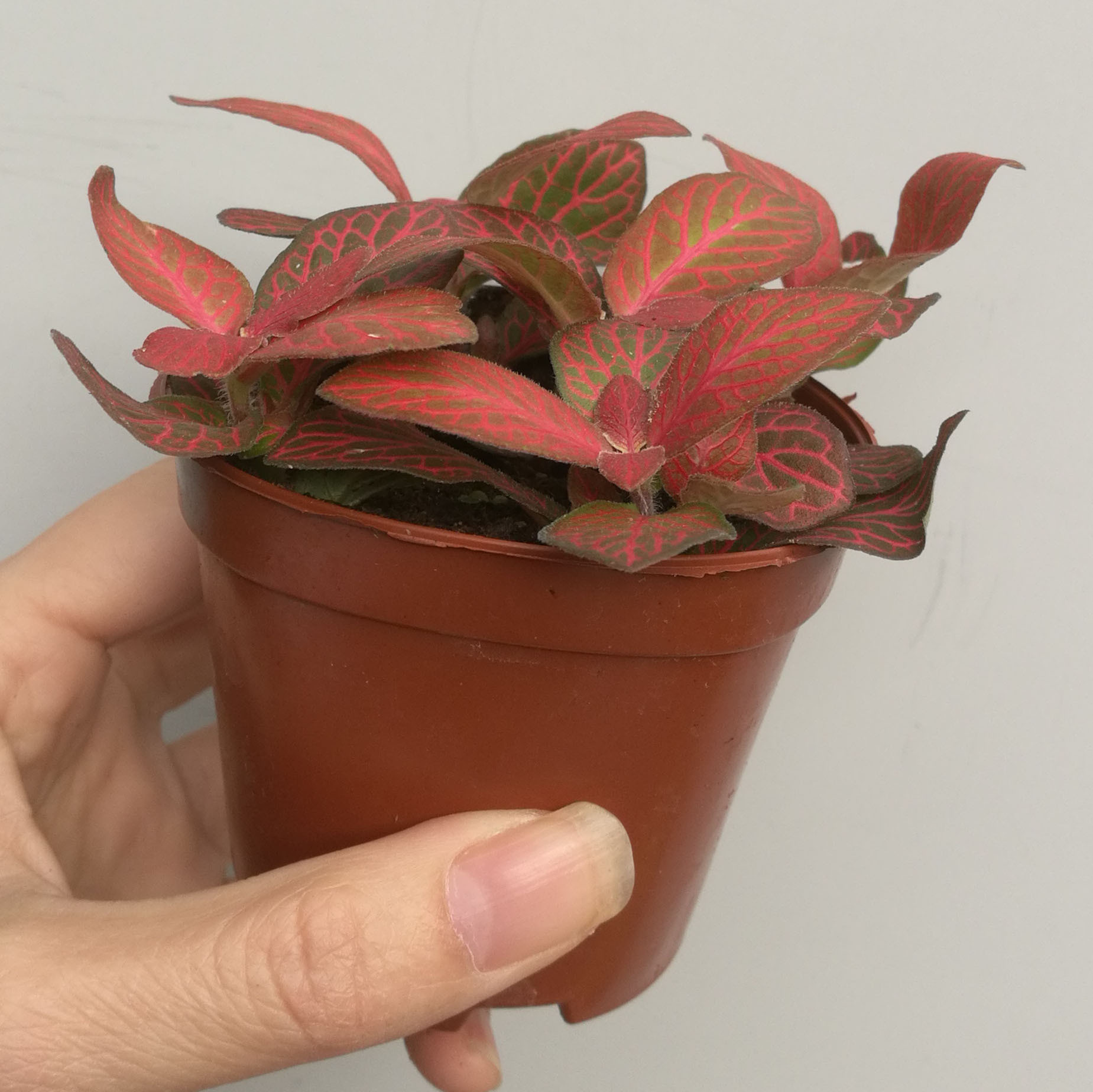 微景观植物 批发观叶小绿植微景观小植物(a80)赤焰网纹草