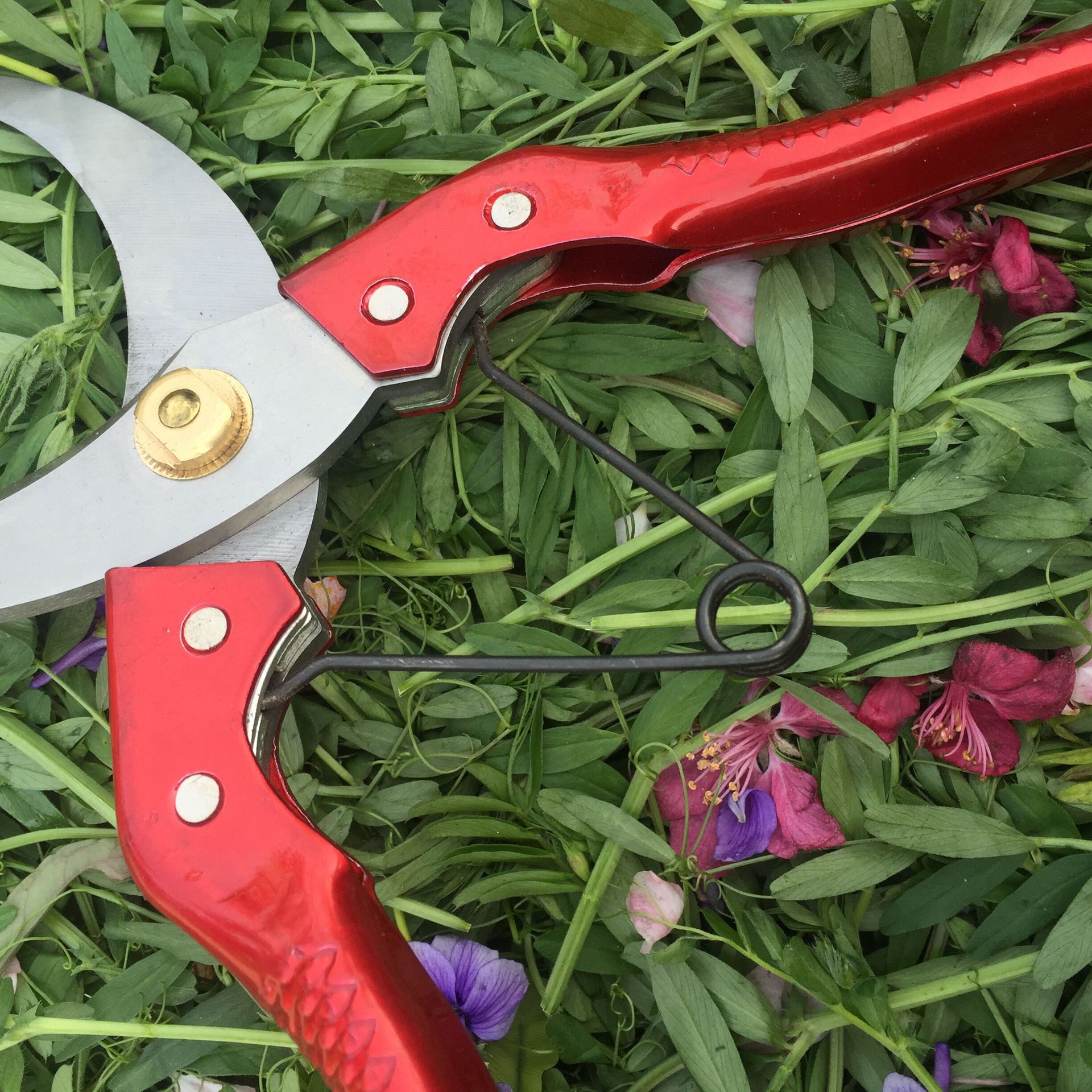 百吉利果树环割剪刀环剥剪割树皮刀环枝园林园艺绿化修枝修剪工具