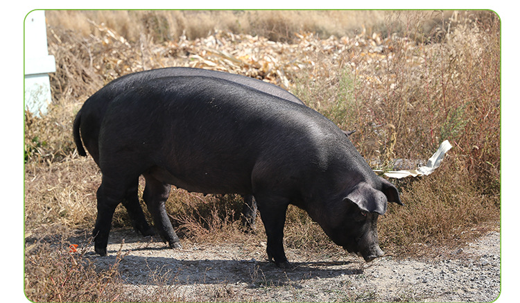 供应 黑毛猪育肥猪 口感劲道无异醒味厂家批发
