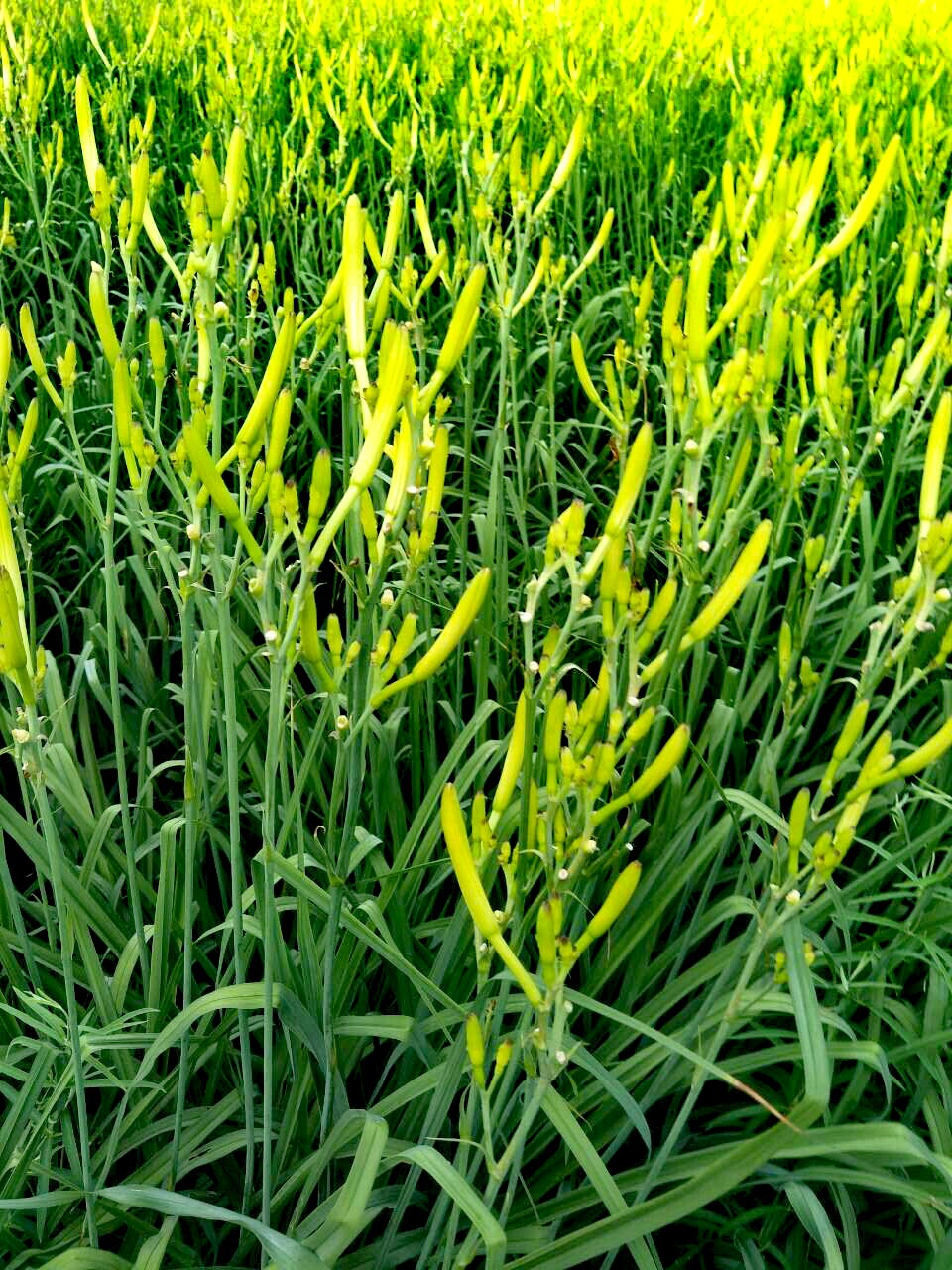 原生态黄花菜(金针菜),大量上市,望找个收干菜的老板前来收购