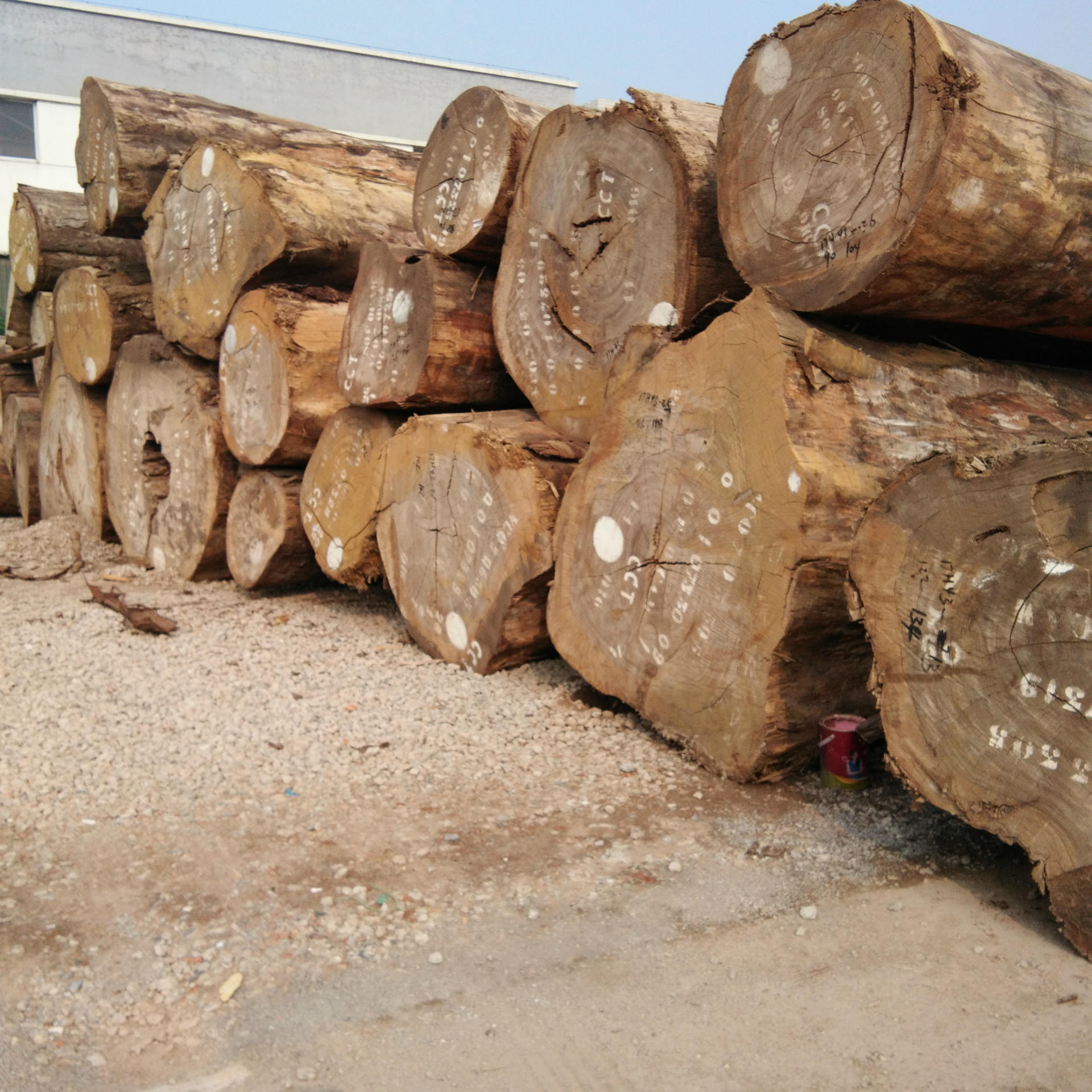 张家港原木 黄玫瑰 非洲黄花梨 现货供应 价格优惠