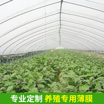 中国塑料三大基地_中国塑料膜生产基地_塑料手机膜生产